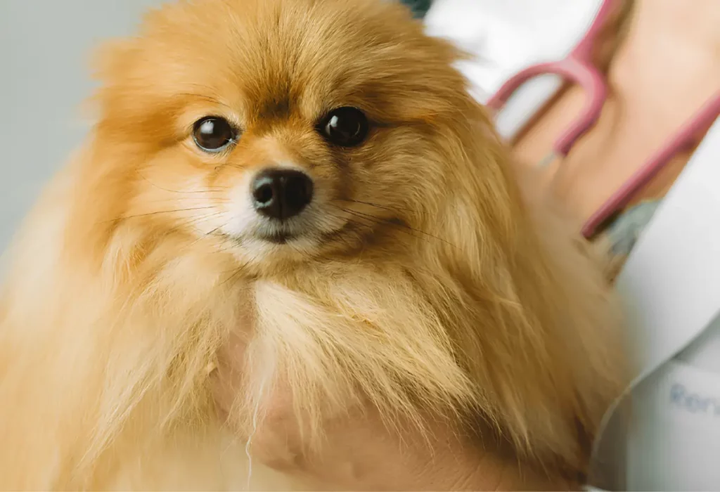 Um cachorro da raça Lulu da Pomerânia com hiperadrenocorticismo.
