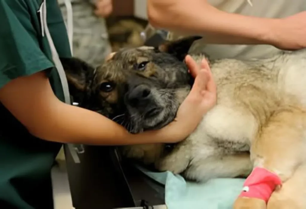 Um cachorro com hiperadrenocorticismo.