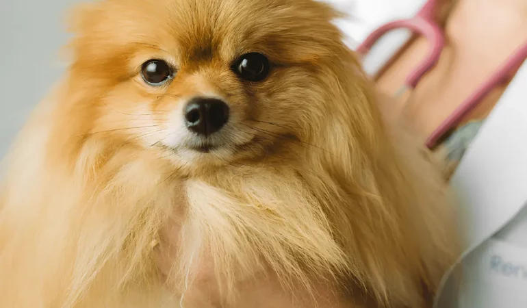 Um cachorro com hiperadrenocorticismo.