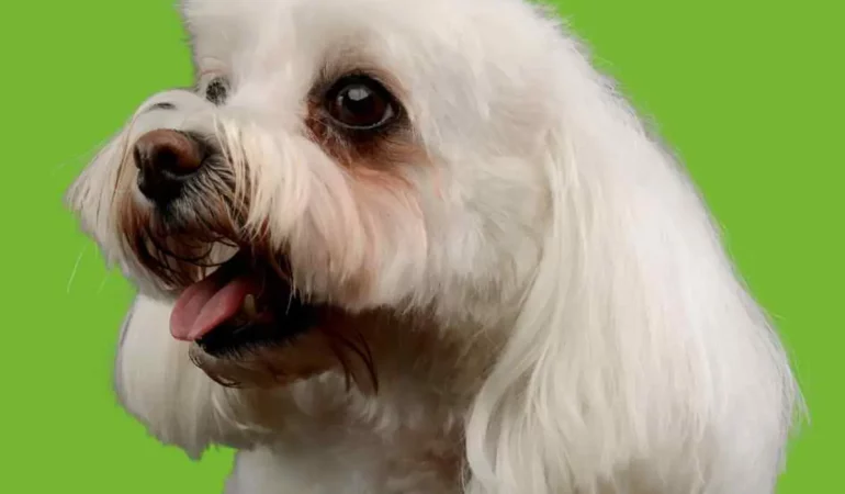 Um cachorro com lágrima ácida.