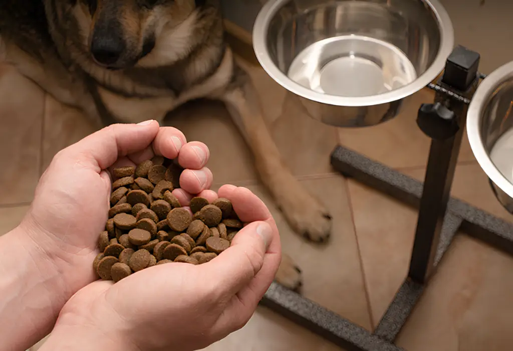 um cachorro comendo ração da marca bummer.