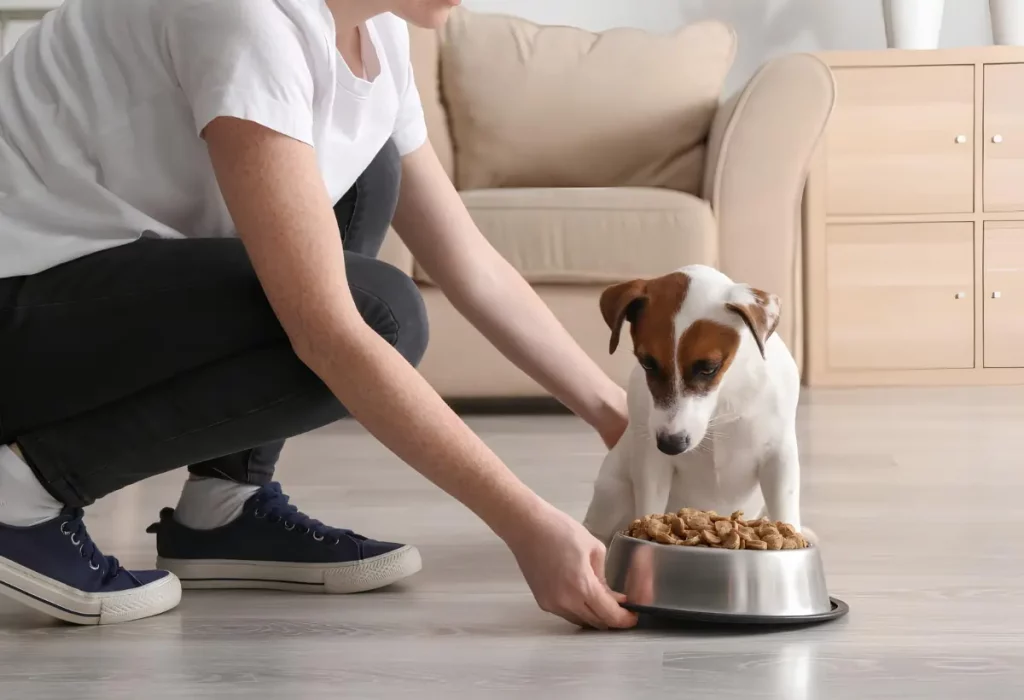 Um cachorro comendo ração.