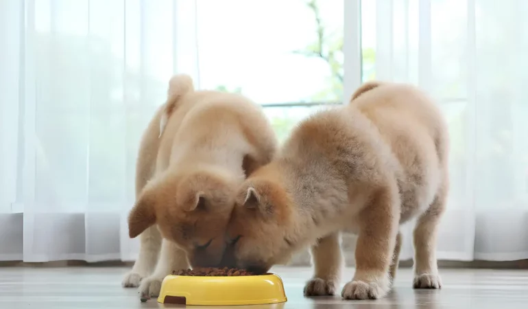 Dois cachorros comendo ração em uma só tigela.