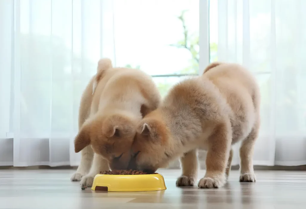Dois cachorros filhotes comendo ração.