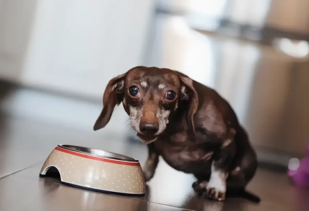 um cachorro idoso com poucos dentes comendo ração.