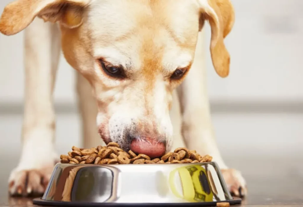 Um cachorro comendo ração com alto teor de proteína.