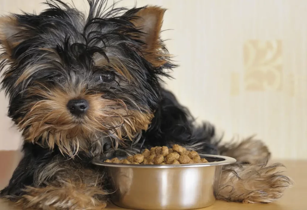 Um cachorro comendo uma tigela de ração.