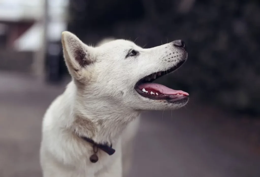 Um cachorro na pelagem branca.