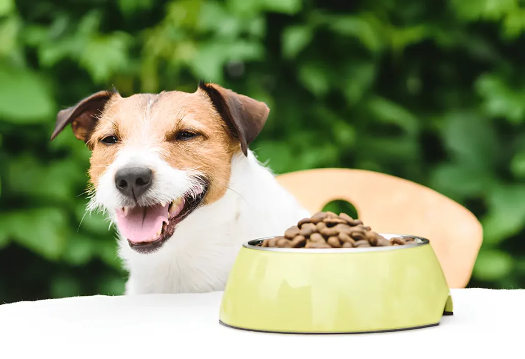 Um cachorro comendo ração daldog.
