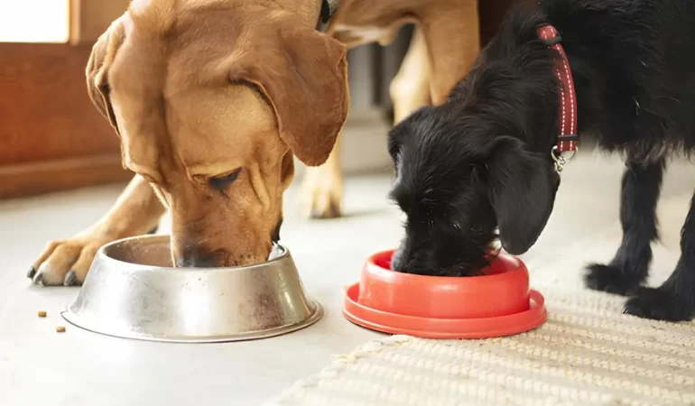 dois cachorros comendo ração grain free.