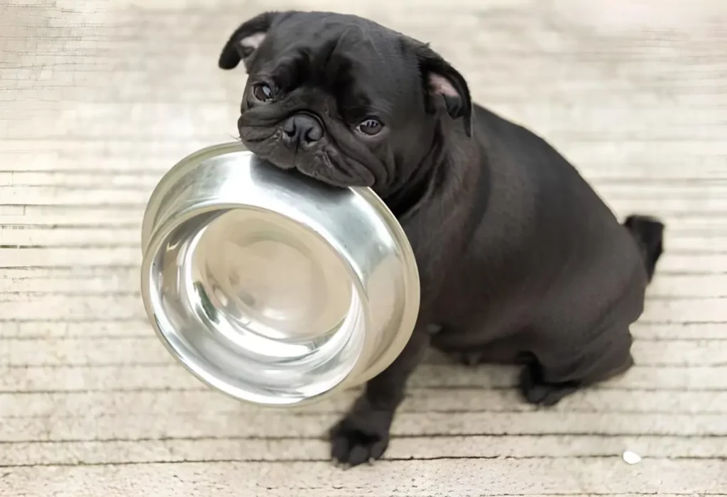 um filhote de cachorro com uma tigela de ração na boca.