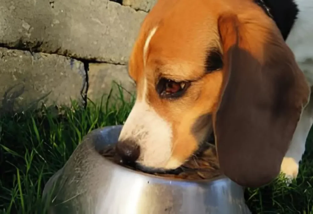 Um cachorro comendo ração.