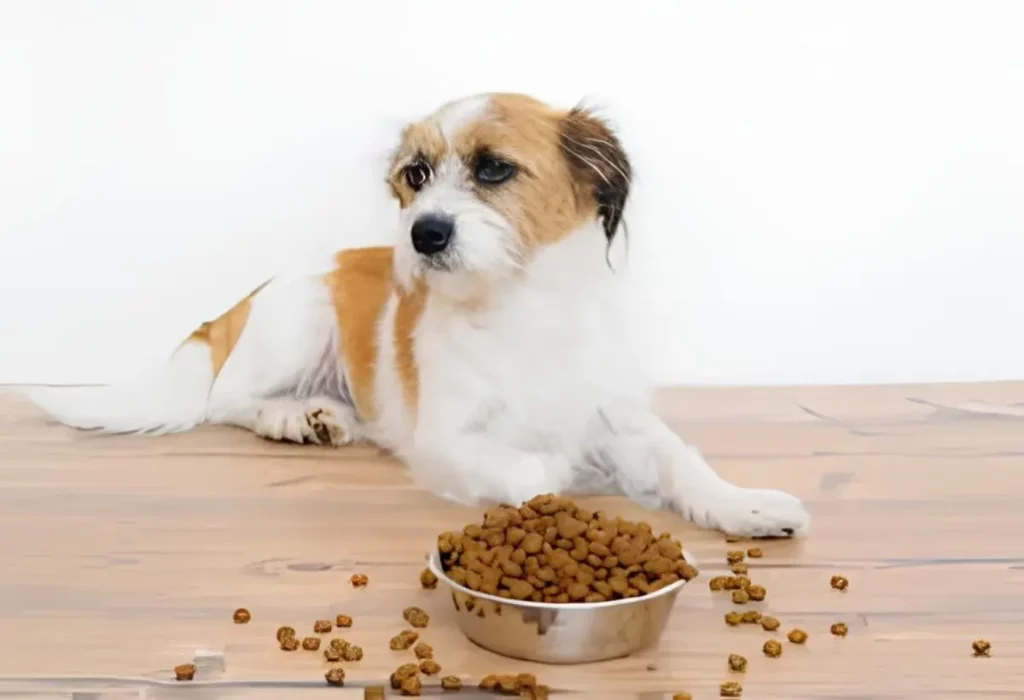 um cachorro deitado com uma tigela de ração a sua frente.