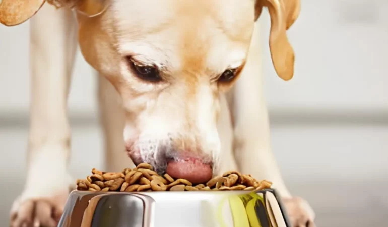 Um cachorro diabético comendo ração própria para esse tipo de problema.