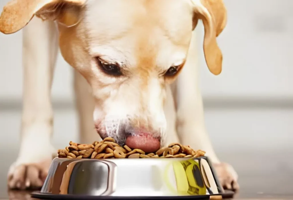 Um cachorro diabético comendo ração.