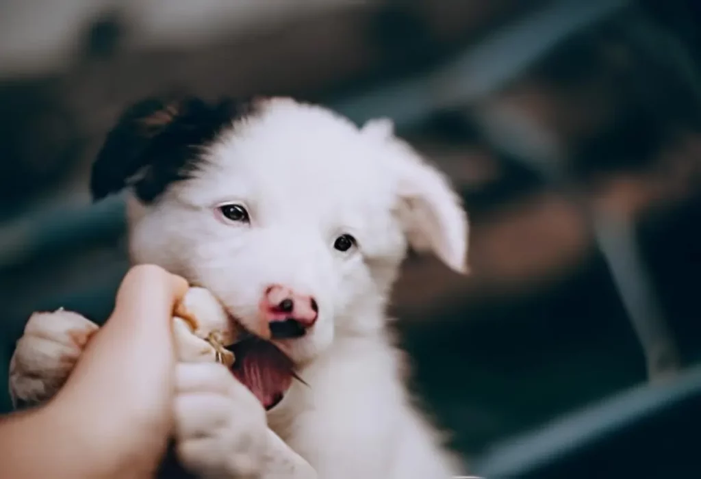 Uma cachorro filhote diabético.