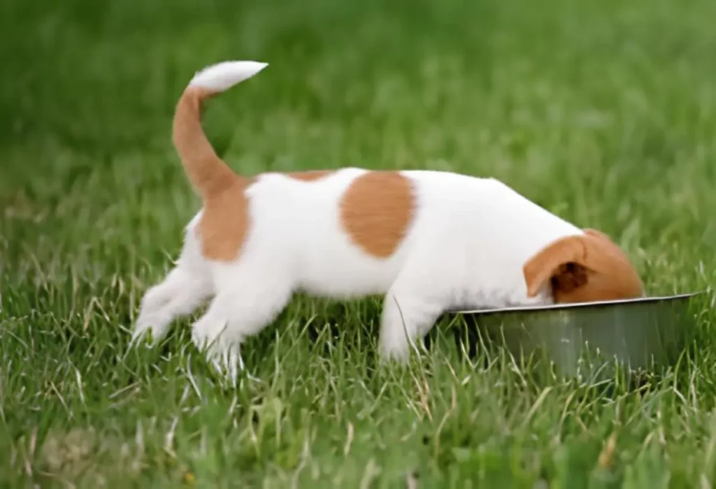 Um cachorro filhote comendo ração .