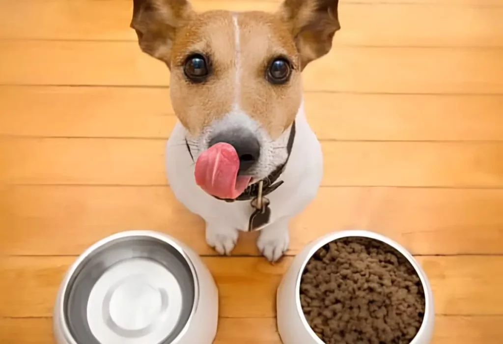 Um cachorro com tigela de ração purina alpo.