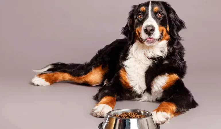 Um cachorro deitado e a sua frente uma tigela de ração para cães com queda de pelo.