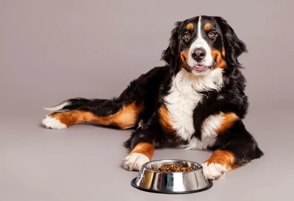 Um cachorro deitado e a sua frente uma tigela de ração para cães com queda de pelo.