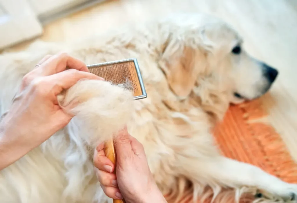 um cachorro com queda de pelo.