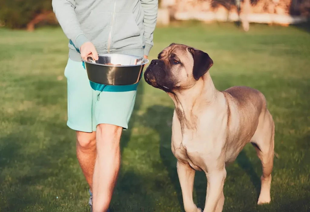 Um cachorro em um gramado com seu tutor sendo alimentado com ração super premium.