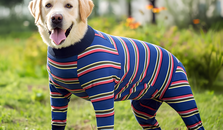 Um cachorro da raça Golden com roupa para cachorro tamanho grande.