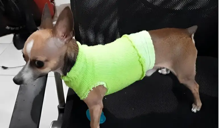 Um cachorro usando roupinha de meia.