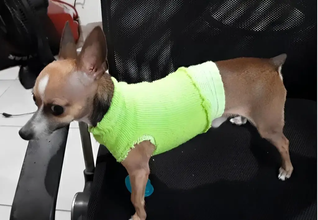 Um cachorro usando roupinha feita de meia.