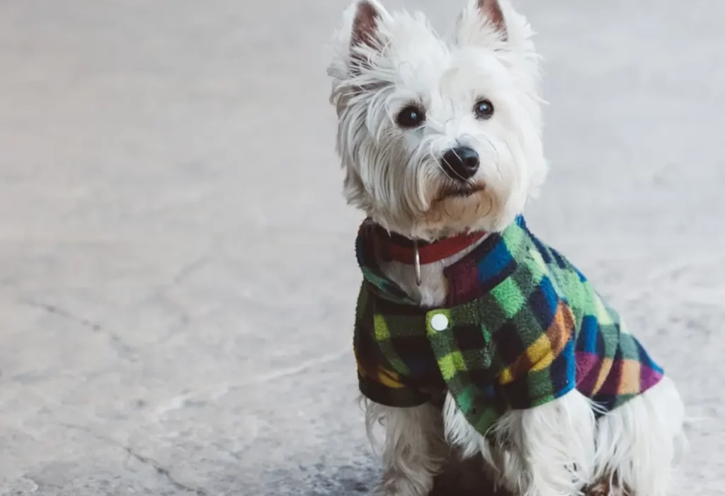 Um cachorro sentado usando uma roupa pet feita em casa.