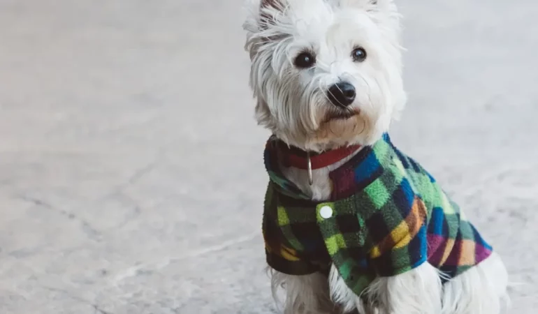 Um cachorro sentado usando uma roupa pet feita em casa.