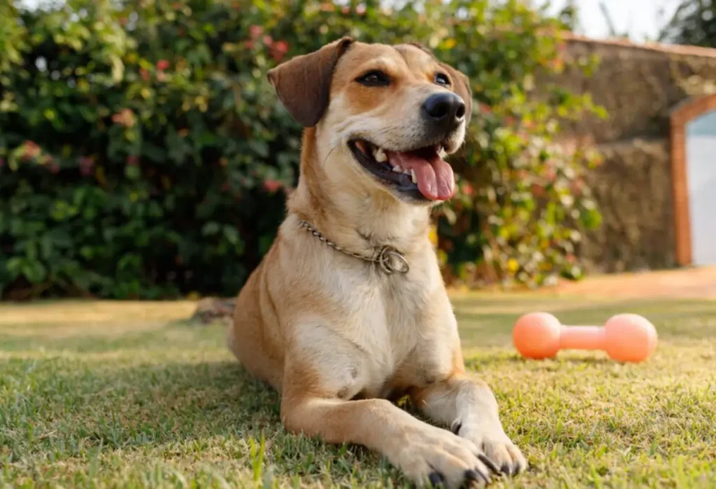 Melhores vermífugos para cachorro.