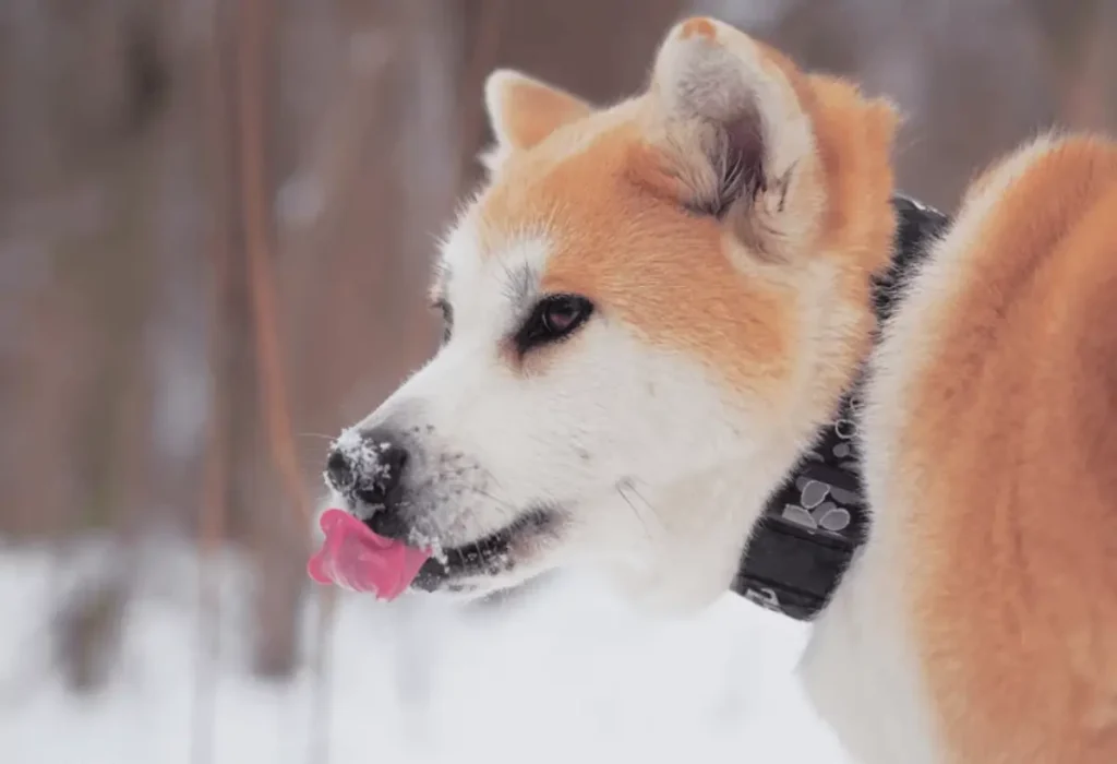 Um cachorro da raça Akita.