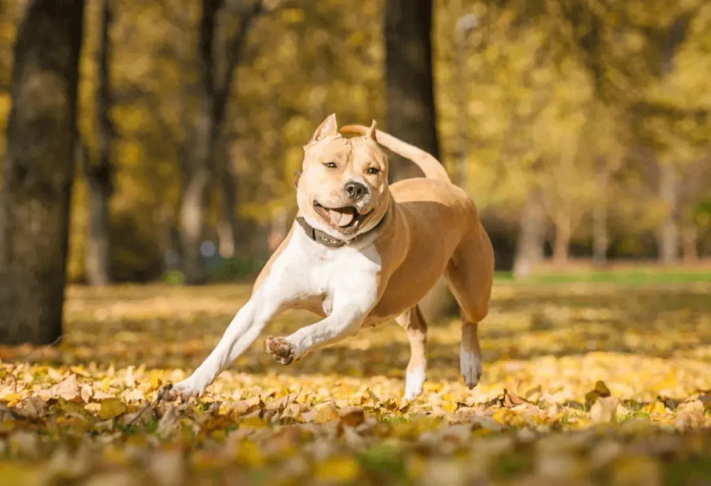 Um cachorro da raça American staffordshire terrier.
