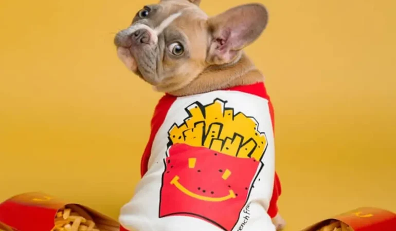 cachorro pode comer batata frita?