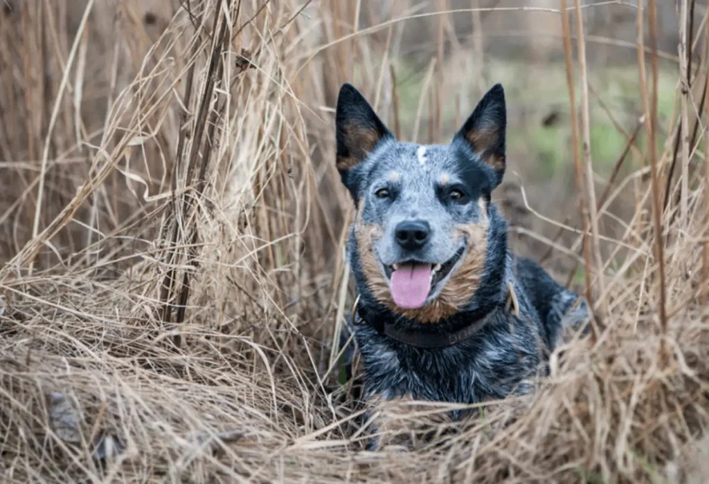 Um cão da raça Boiadeiro australiano.