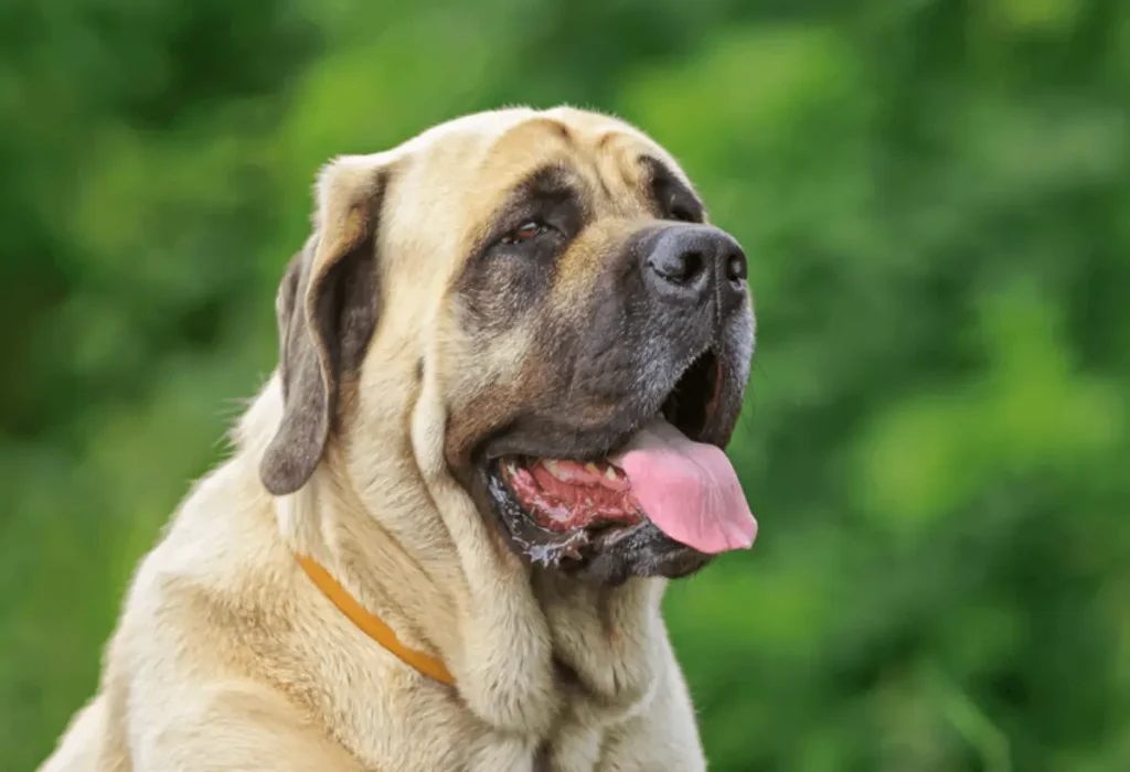 Um cachorro da raça Bullmastiff.