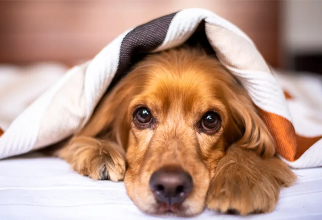 Um cachorro com Giárdia.