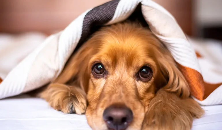 Um cachorro com Giárdia.