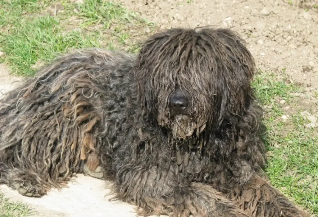 Um cachorro da raça Komondor.