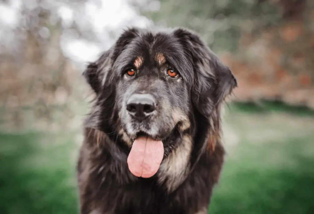 Cachorro da raça Mastim tibetano.