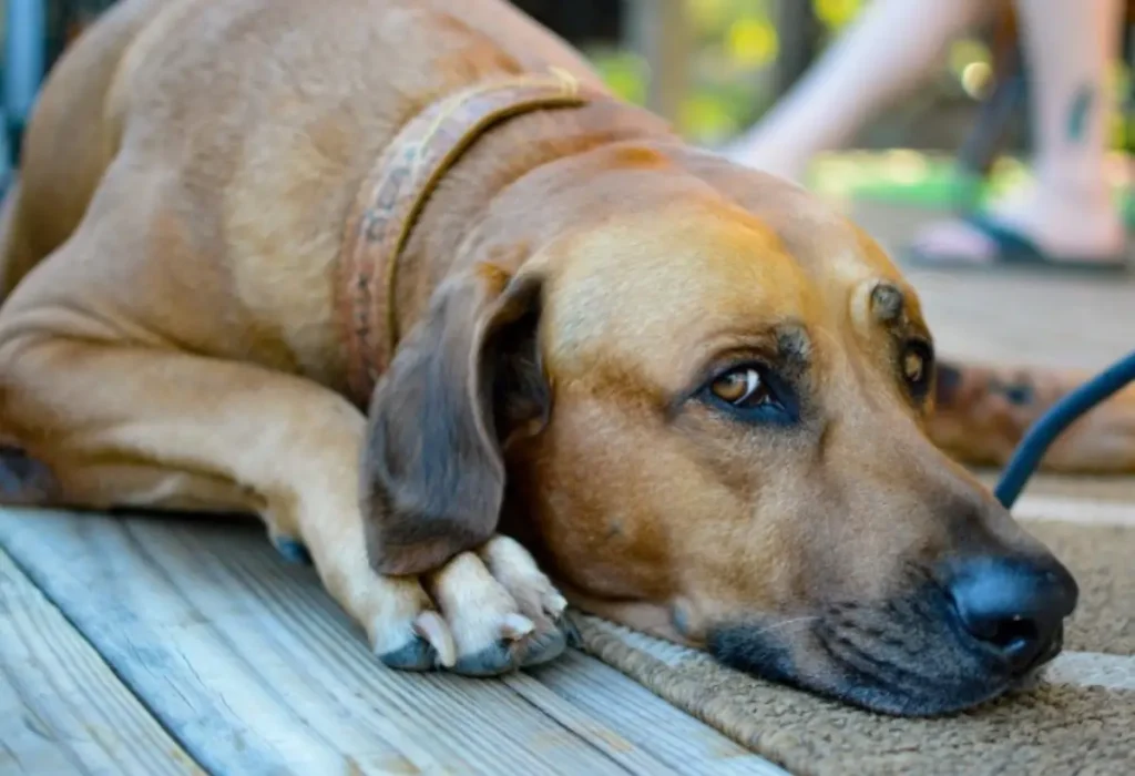 Cachorro da raça Rhodesian Ridgeback (Leão-da-rodésia).