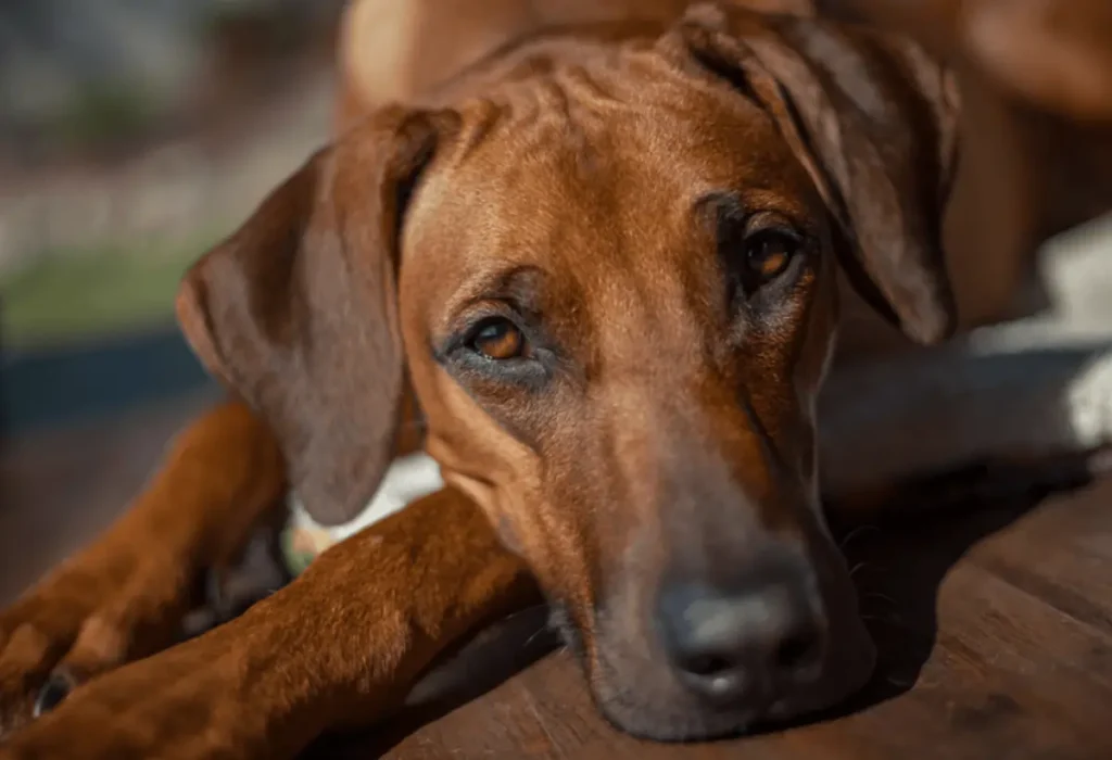 Um cachorro da raça Rhodesian ridgeback.