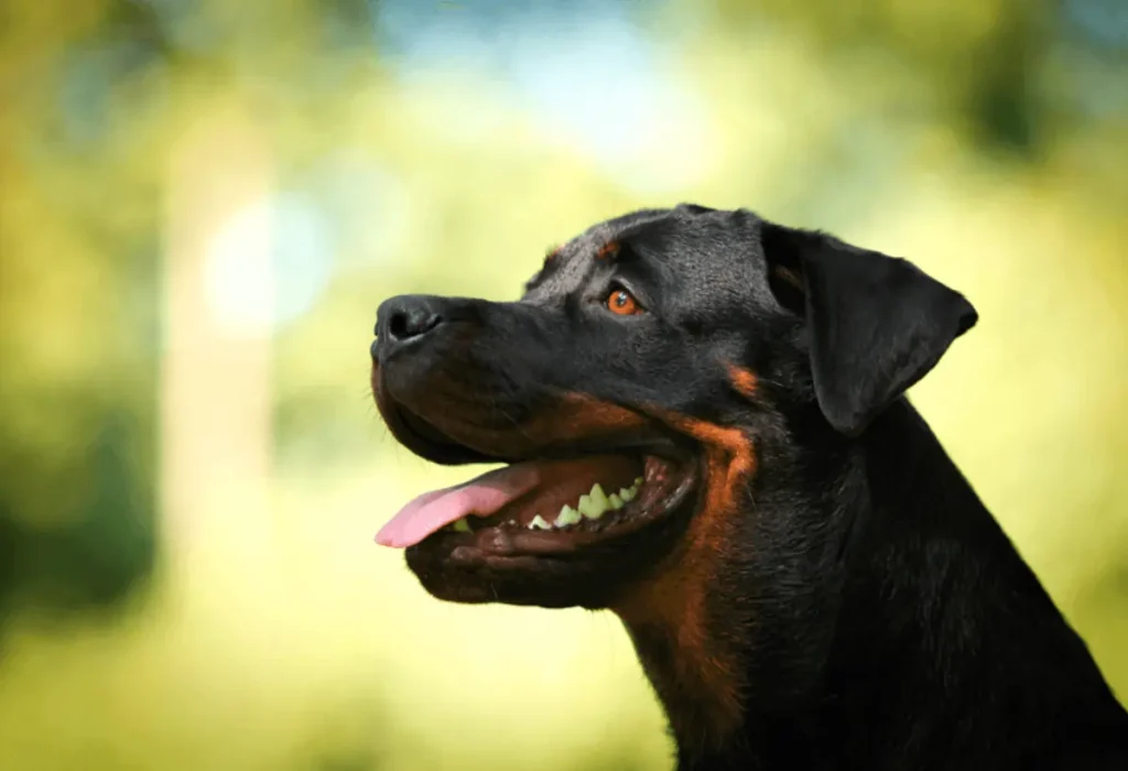Um cachorro da raça Rottweile.