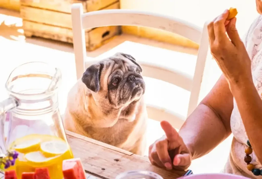 alimentos proibidos para cães.