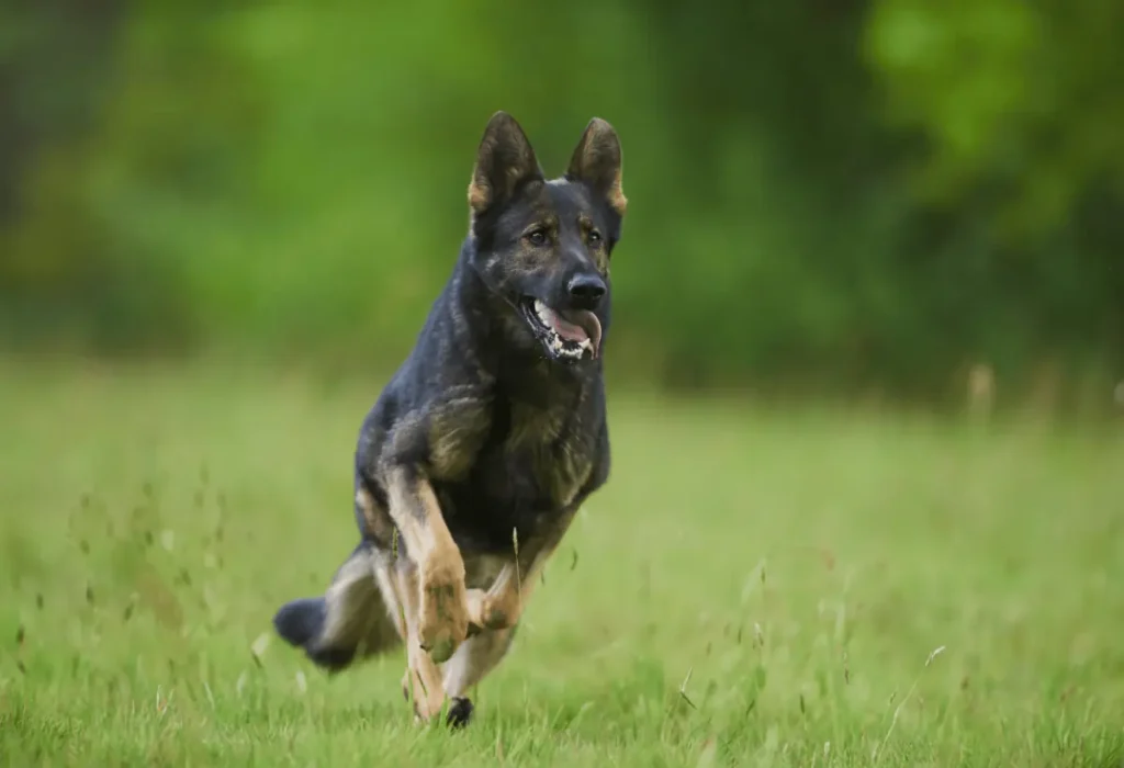 cachorro com problemas de artrite tomando regenerador articular.