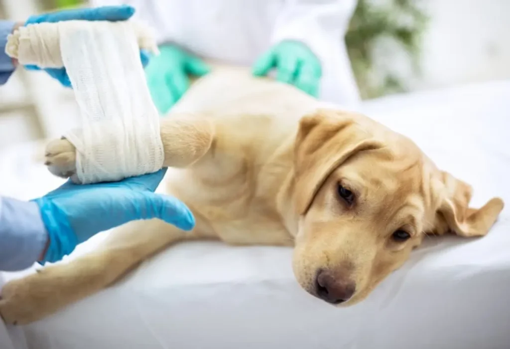 um cachorro com dores articulares.