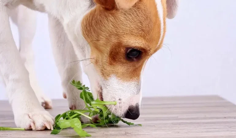 Um cachorro cheirando agrião.