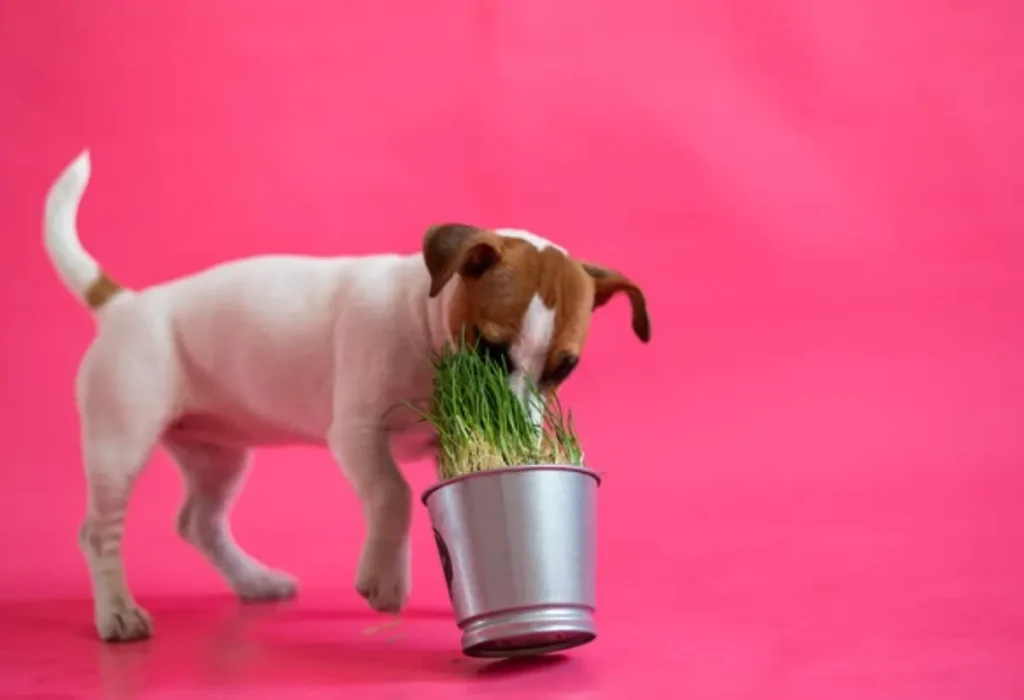 um cachorro cheirando um balde com cebolinhas verdes.