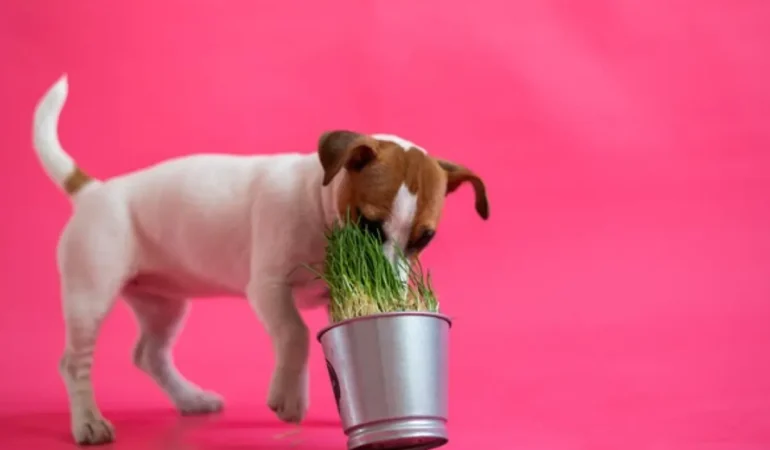 um cachorro cheirando um balde com cebolinha verde.